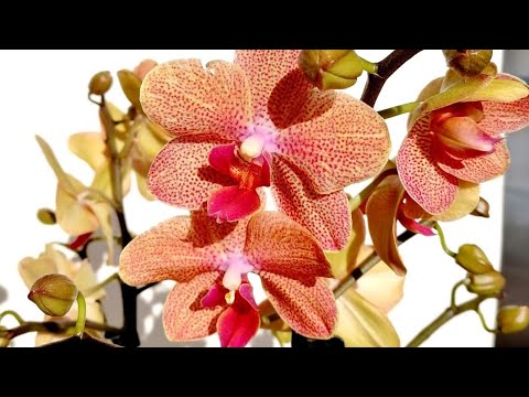 Видео: 13.05.22. ОРХИДЕЯ Сансет Лав пересадка.