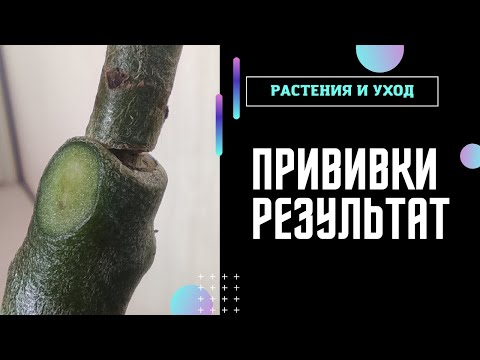 Видео: АДЕНИУМЫ РЕЗУЛЬТАТ прививок из пяти черенков #адениум #adenium