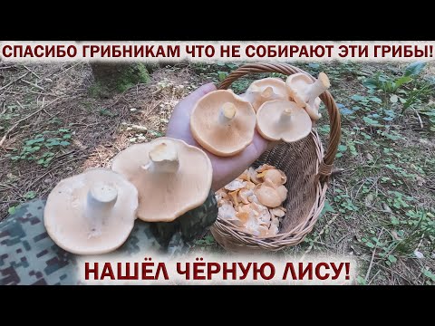 Видео: ❗ СПАСИБО ГРИБНИКАМ ЧТО НЕ СОБИРАЮТ ЭТИ ГРИБЫ! НАШЁЛ ЧЁРНУЮ ЛИСУ. Грибы 2024