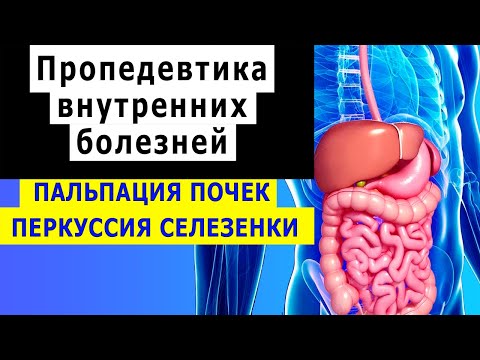 Видео: Пропедевтика внутренних болезней | Перкуссия селезенки | Пальпация почек