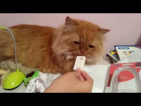 Видео: СЛАП МЕЙЛ С ПОЛИ /SWAP MAIL