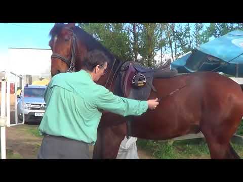 Видео: Мягкость повода от подведения зада