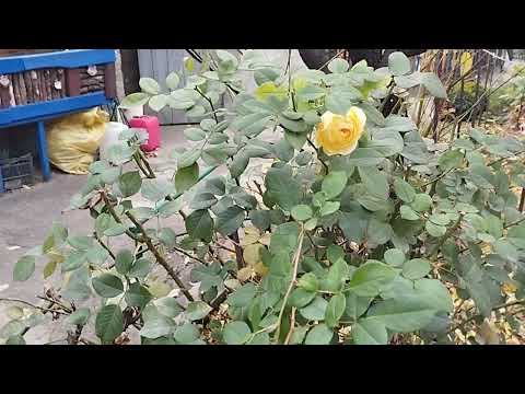 Видео: 🤔🤓ПРИЛЕТЫ ПО ГОРОДАМ. ПЕРЕХОДИТЬ НА МОВУ?🤔🤓