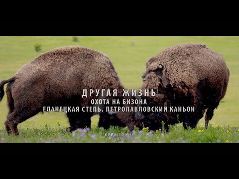 Видео: Другая жизнь. Охота на бизона. Еланецкая степь. Петропавловский каньон
