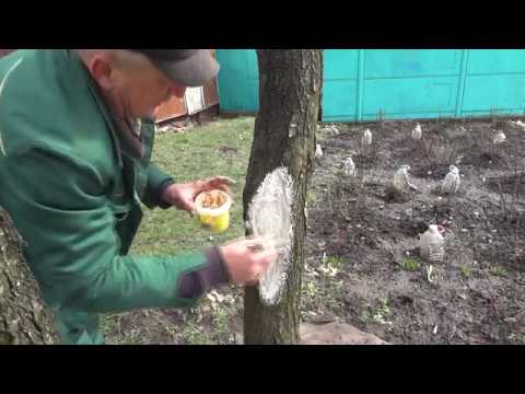 Видео: Кора деревьев - лечение ран