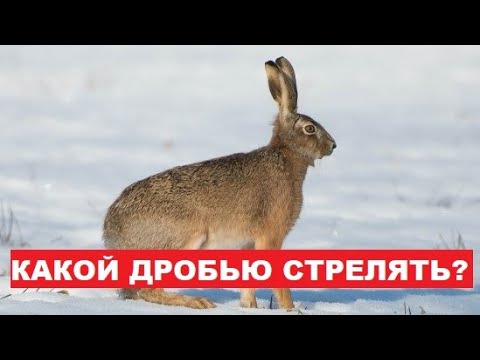 Видео: 💥КАКОЙ ДРОБЬЮ СТРЕЛЯТЬ ЗАЙЦА?