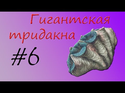 Видео: Гигантская тридакна