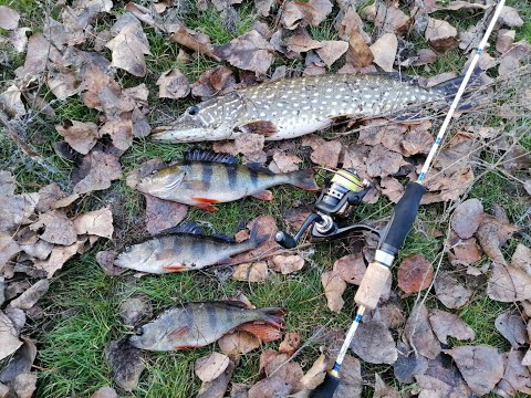 Видео: Ловля  окуня и щуки на спиннинг ультралайт со дна на микро насадки. Микро джиг по холодной воде.