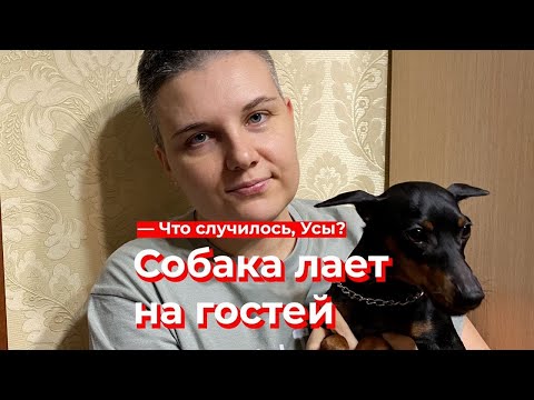 Видео: Что случилось, Усы? Собака лает на гостей