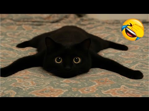 Видео: Самый смешной клип про кошек и собак 2025 года😼🐶Попробуйте не засмеяться😜 #177