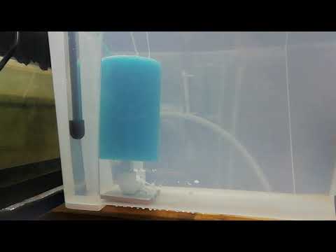 Видео: Первая личинка креветки макробрахиум розенберга.