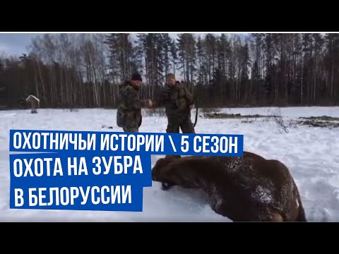 Видео: Охота на зубра в Белоруссии \ Охотничьи истории \ Сезон 5 \ Выпуск 1
