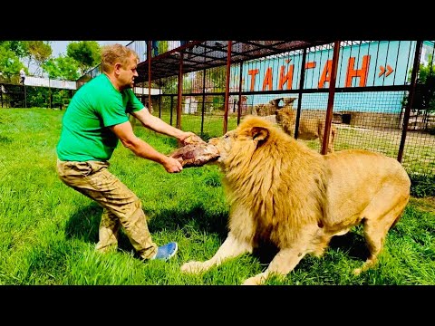 Видео: Кто СИЛЬНЕЕ и перетянет кусок мяса ОГРОМНЫЙ ЛЕВ или Человек-лев Олег Зубков?