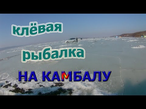 Видео: Клёвая рыбалка на камбалу в Тавричанке, Амурский залив.