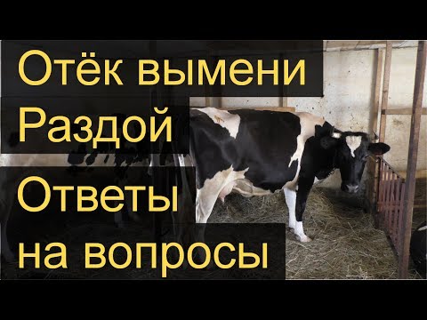 Видео: Раздой коровы первотёлки. Отёк вымени. Ответы на вопросы