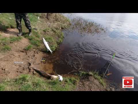 Видео: Рыбалка на чехонь весной.