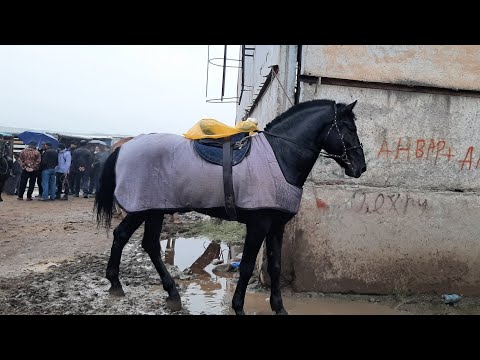 Видео: Аспбозори Ленский Раёни ш.Душанбе  нарххои Тойчахо 13 ноября 2024 г