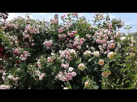 Видео: плетистая роза жасмина, питомник роз полины козловой, rozarium.biz.  rose wattle Jasmine variety