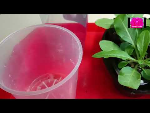 Видео: ПЕТУНИЯ ТАЙДАЛ. НАЧИНАЮЩИМ