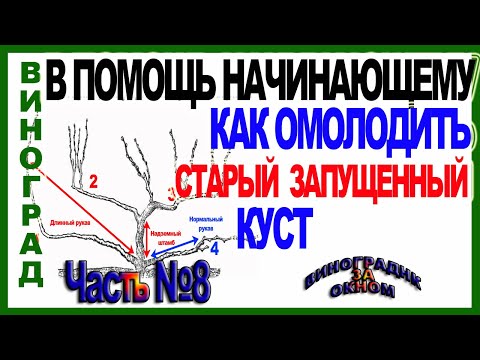 Видео: 🍇 Как омолодить и восстановить старый запущенный куст винограда обрезкой. ШКОЛА ВИНОГРАДАРЯ Часть №8