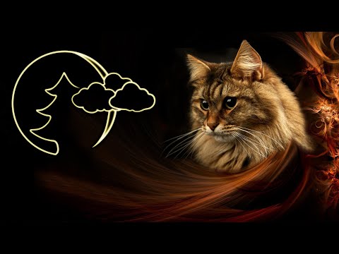 Видео: Мурлыканье кошки,Релакс,Исцеление, ДЛЯ СНА, ДУШЕВНОГО СПОКОЙСТВИЯ | Relax for sleep A purring cat #3