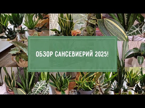 Видео: ОБЗОР моих САНСЕВИЕРИЙ май 2025