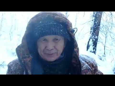 Видео: По следам серых хищников / Волки