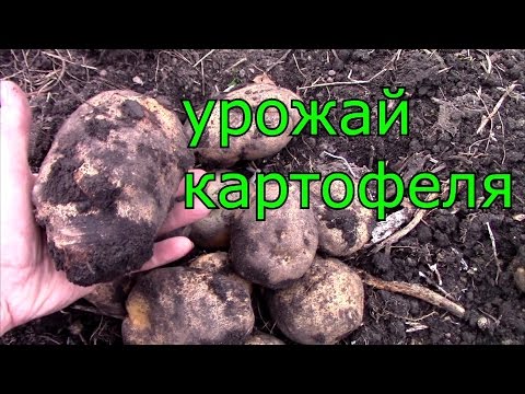 Видео: урожай КАРТОФЕЛЯ