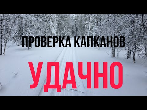 Видео: Проверка капканов. Новый путик. Будни охотников в Сибири!