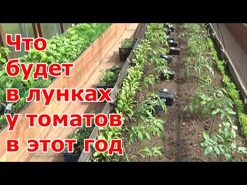 Видео: Посадка томатов в теплицу. Что добавлю в лунку при посадке помидоров в этот год.