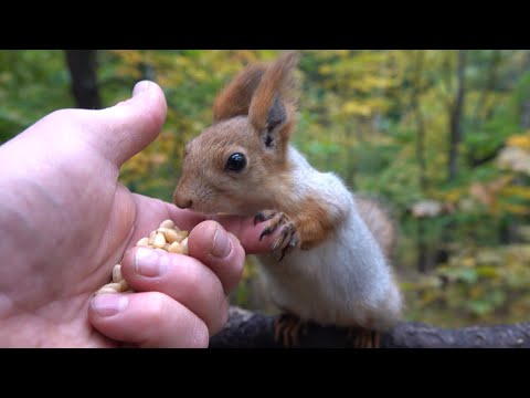 Видео: Много голодных белок / Lots of hungry squirrels