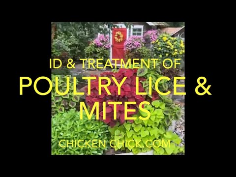 Видео: Выявление и лечение куриных клещей и вшей с помощью Elector PSP