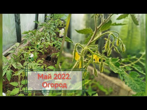 Видео: Огород в мае 2022.Пересадка томатов и перцев.
