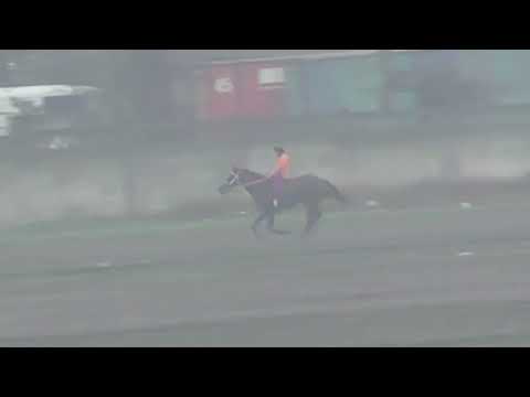 Видео: Топ байге
