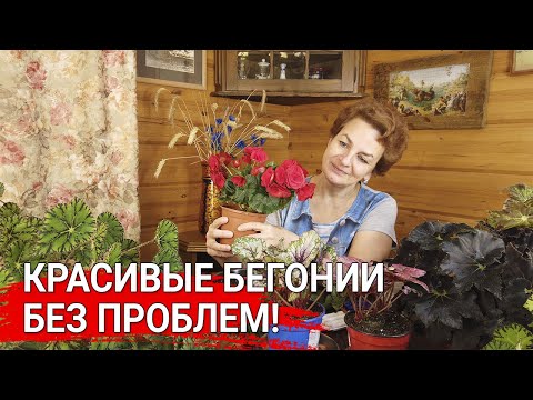 Видео: Красивые бегонии – без проблем!