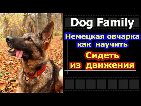 Видео: ДРЕССИРОВКА НЕМЕЦКОЙ ОВЧАРКИ| КОМАНДА СИДЕТЬ ИЗ ДВИЖЕНИЯ| КАК ДРЕССИРОВАТЬ НЕМЕЦКУЮ ОВЧАРКУ