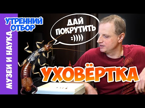 Видео: Уховертка — всесторонний разбор. Тимофей Левченко