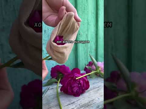 Видео: Как засушить пионы с сохранением формы