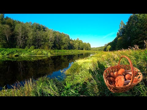 Видео: Грибалка + Рыбалка I Река Тосна I Лето 2022