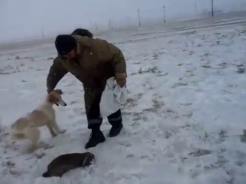 Видео: тазы 4 ай охота