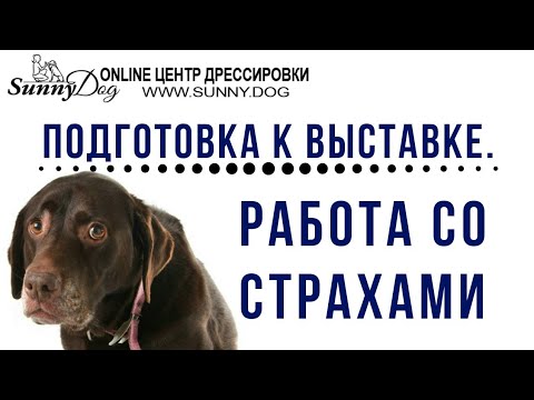Видео: Собака боится выставки. Убираем страхи.