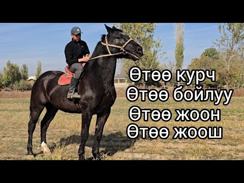 Видео: Бүгүн 31 октября 2025 Өтөө курч өтөө белдүү жоон Ат сатуга чыкты #horse #жылкыбазар #атбазар #продаж