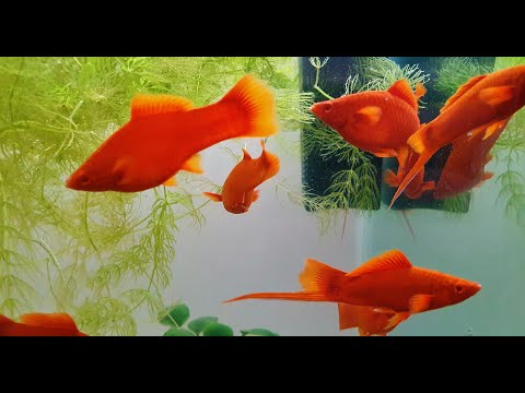 Видео: 350 Рубинов Кинг Конг как это выглядит! Новые рыбки! Кладка Рио Нанай потеряна ( Будни аквариумов!