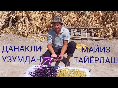 Видео: ДАНАГИ (УРУГ) БОР УЗУМДАН МАЙИЗ ТАЙËРЛАШ. 2023.18.АВГУСТ.