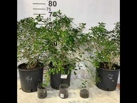 Видео: Муррайя паникулята/Murraya paniculata