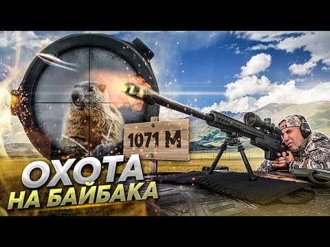 Видео: Варминтинг. Сурок байбак (Охота на сурка)