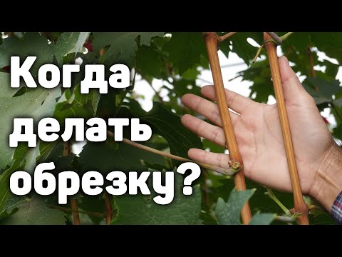 Видео: Когда нужно начинать обрезку винограда?