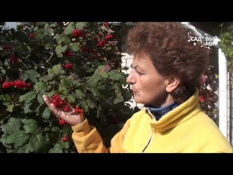 Видео: Как выращивать калину. Урожай калины. Сайт "Садовый мир"