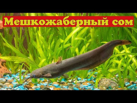 Видео: Мешкожаберный сом