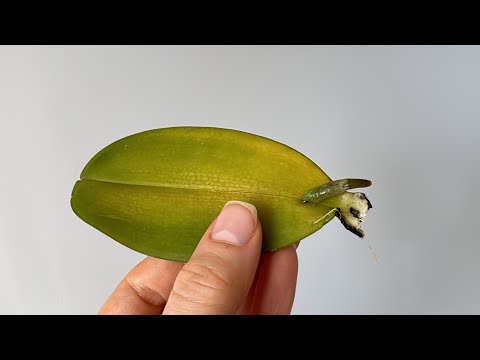 Видео: Размножение орхидеи Листом! Как вырастить фаленопсис из листовой пластины и чтобы лист пустил корни